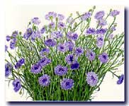 Cornflowers