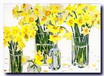 Daffodils