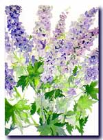 Delphiniums