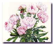 Peonies